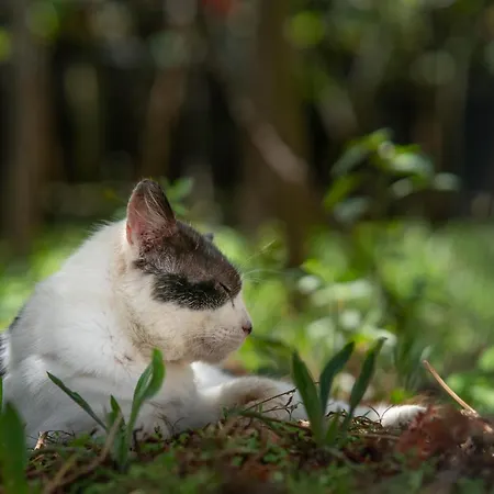 Quinta Vale Vitis * São Vicente