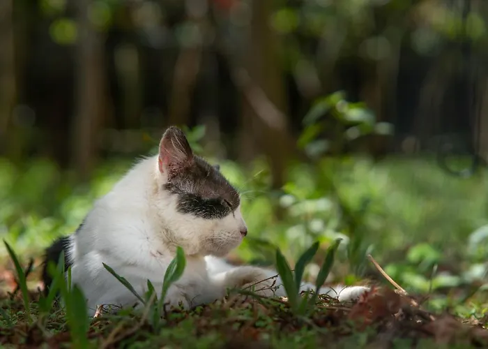 Quinta Vale Vitis * São Vicente