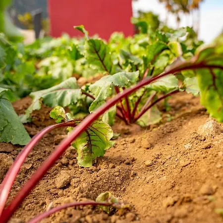 Quinta Vale Vitis 팜스테이 *