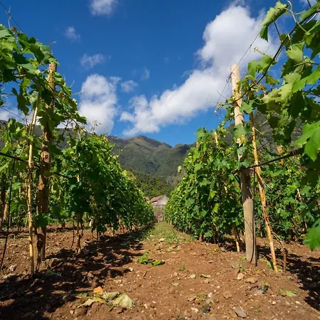 Quinta Vale Vitis *