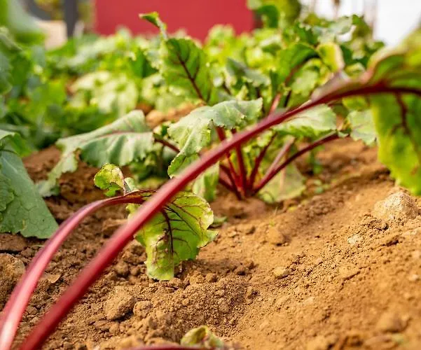 Quinta Vale Vitis בית חווה *